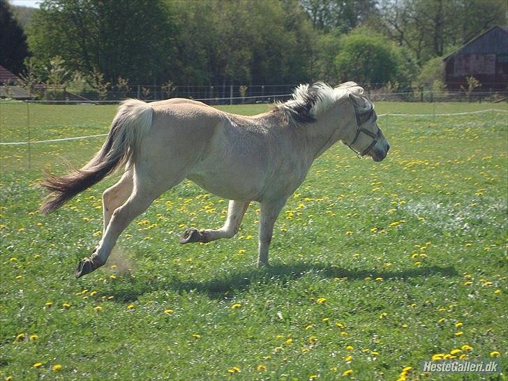 Fjordhest columbine bøgely - colum i en lngsom galop ude på folden billede 12