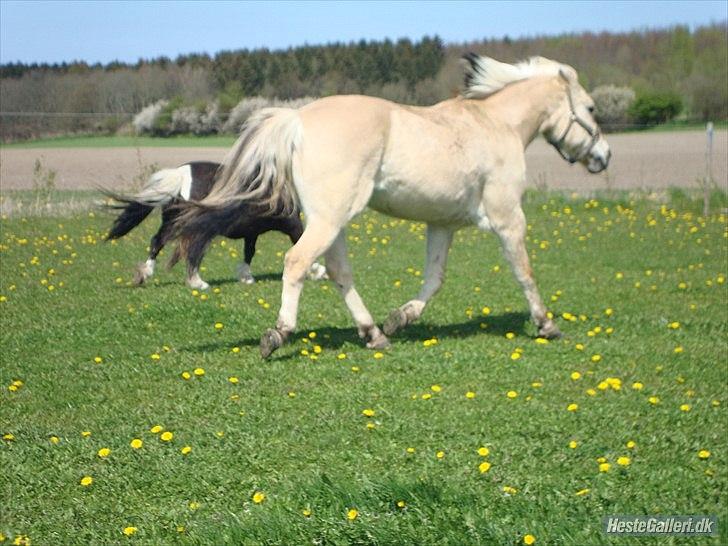 Fjordhest columbine bøgely - nu er der desværre ikke flere billeder af prinsessen men lig gerne en kommentar..... billede 13