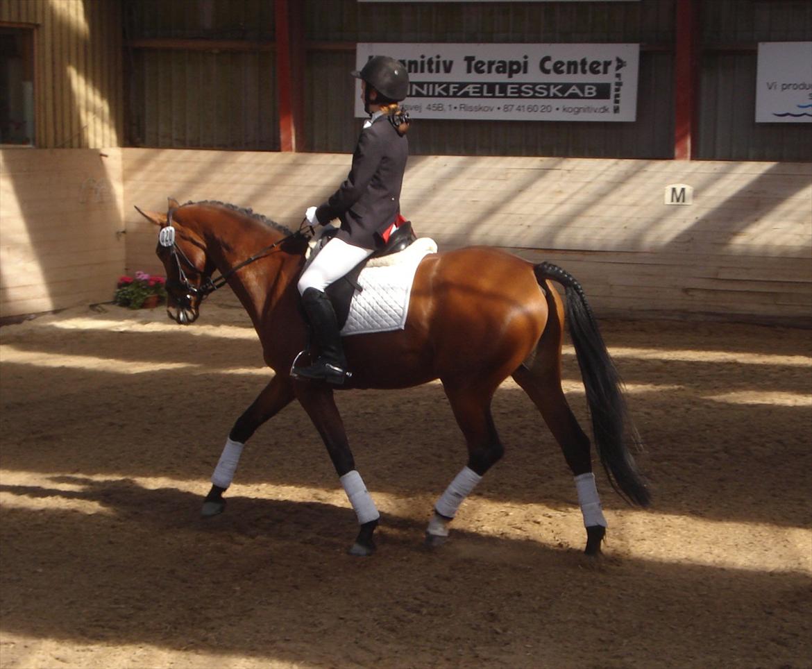 Dansk Varmblod Alicia - 2012 - Vores første LC3 :D 

68,75% og en blå roset :D billede 6