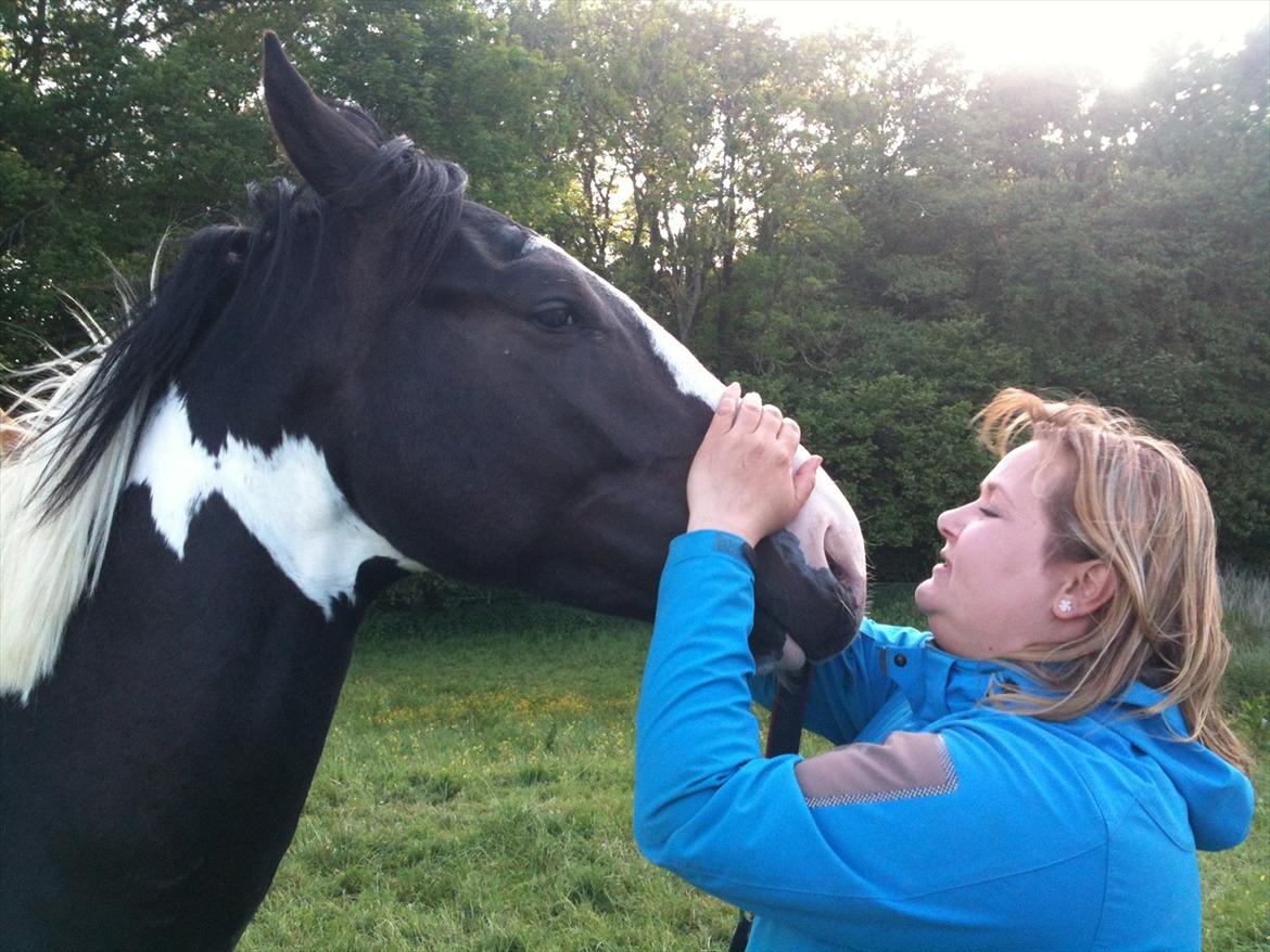 Pinto Take a chance himmelhest - ren hygge billede 14