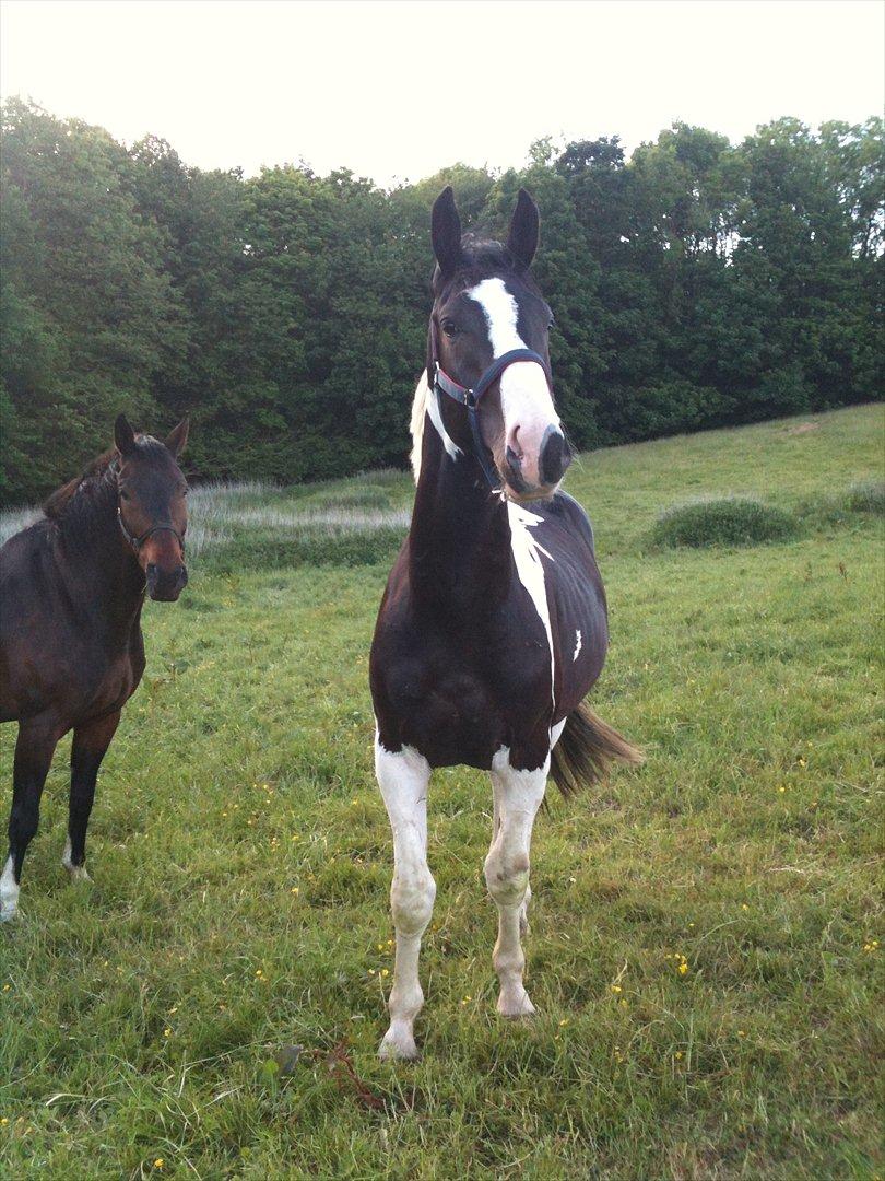 Pinto Take a chance himmelhest - hey hey billede 15