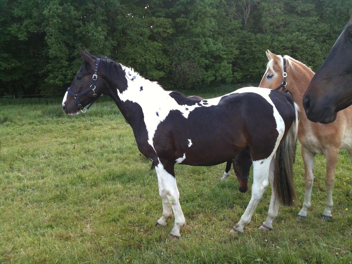 Pinto Take a chance himmelhest - ser jeg rigtig ud nu? billede 16