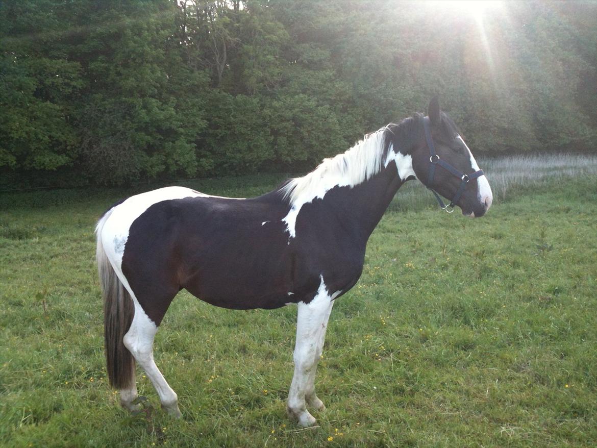 Pinto Take a chance himmelhest - gider ikke være model mere billede 17
