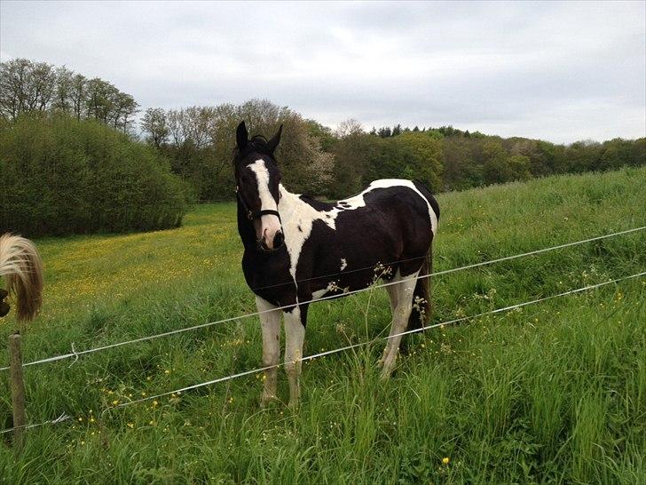 Pinto Take a chance himmelhest - lige kommet på sommergræs 2012 billede 18