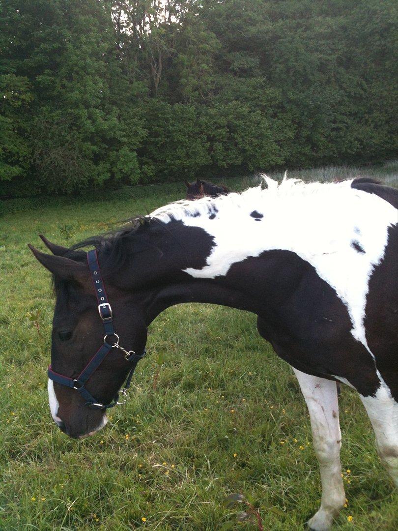 Pinto Take a chance himmelhest - ih hvad er det? billede 19