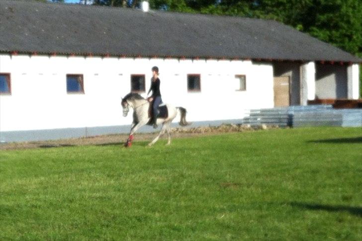 Anden særlig race Stald Nino´s O´malley (Malle) billede 7