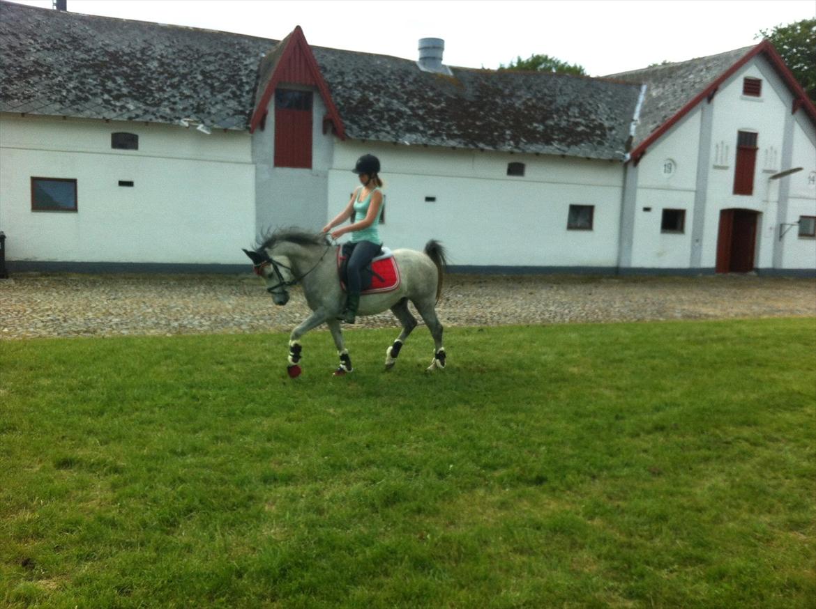 Anden særlig race Stald Nino´s O´malley (Malle) billede 8