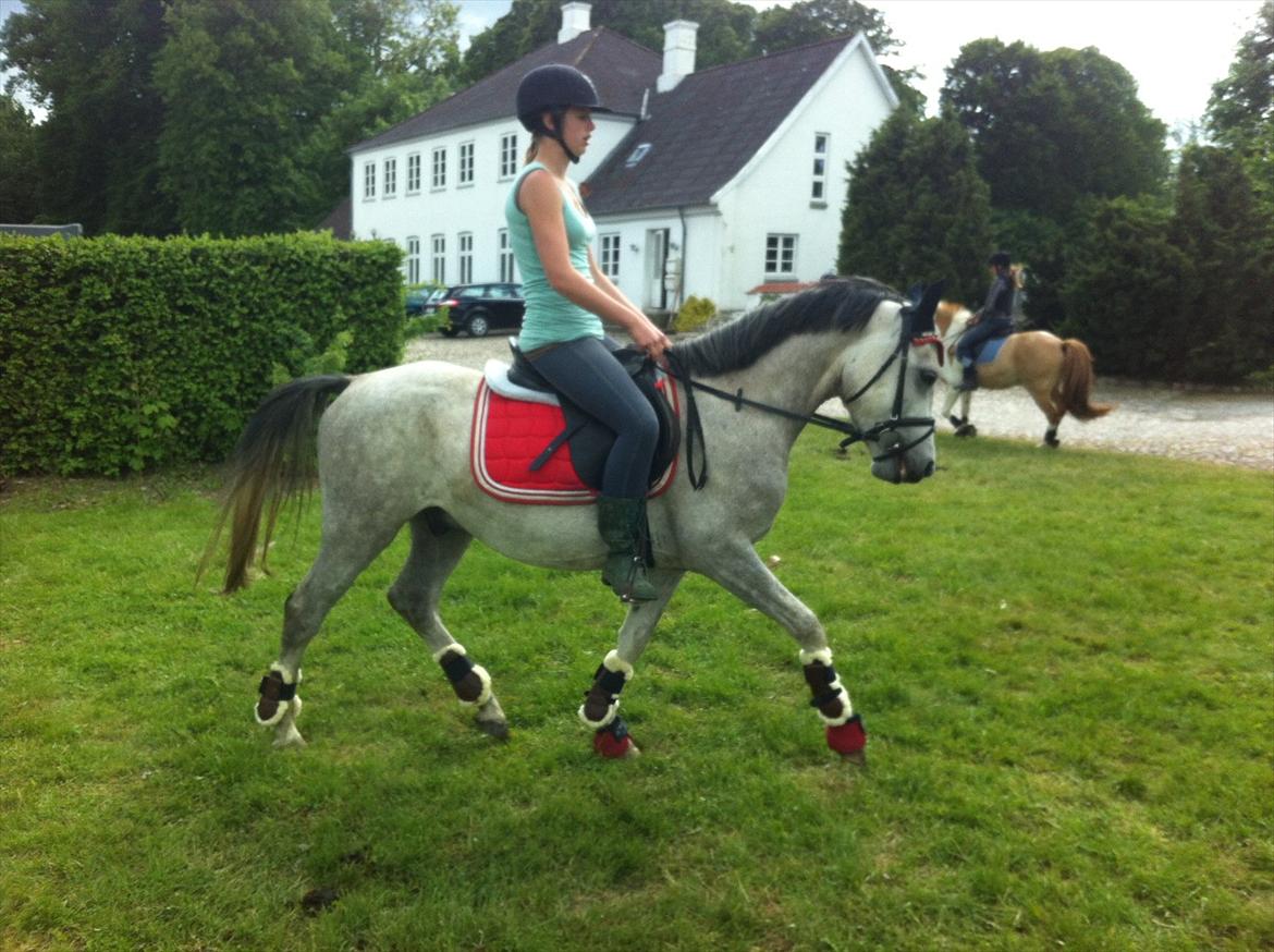 Anden særlig race Stald Nino´s O´malley (Malle) billede 9