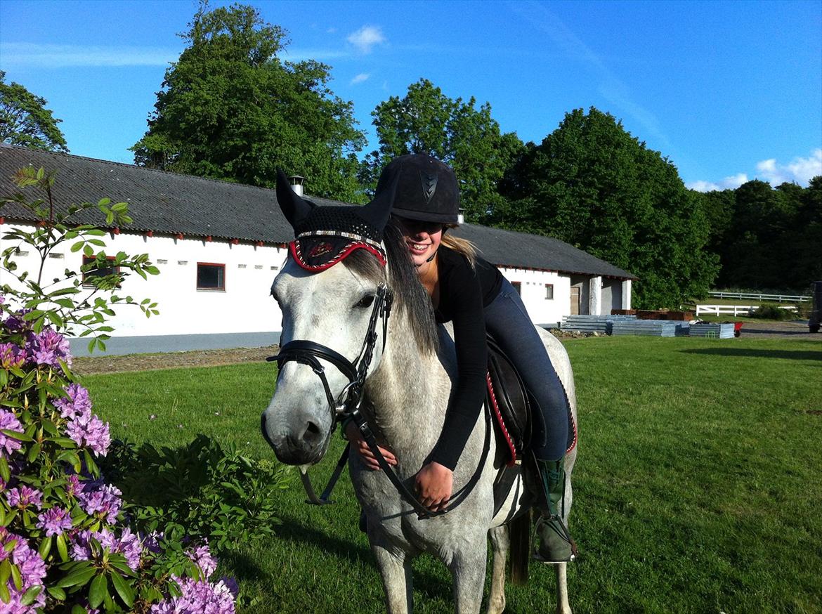 Anden særlig race Stald Nino´s O´malley (Malle) billede 12