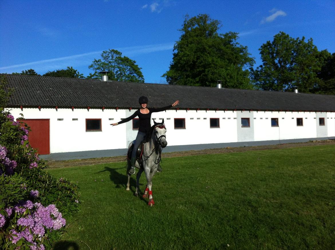 Anden særlig race Stald Nino´s O´malley (Malle) billede 13