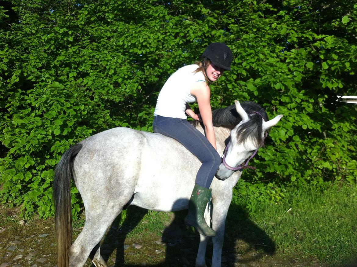 Anden særlig race Stald Nino´s O´malley (Malle) billede 14