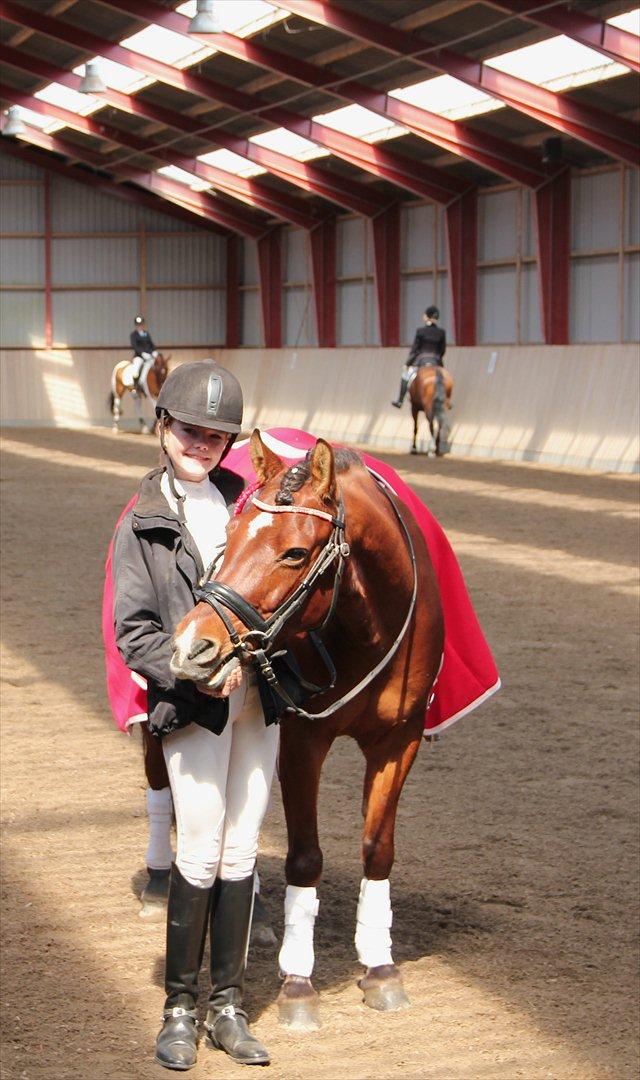 Anden særlig race Pingo billede 2