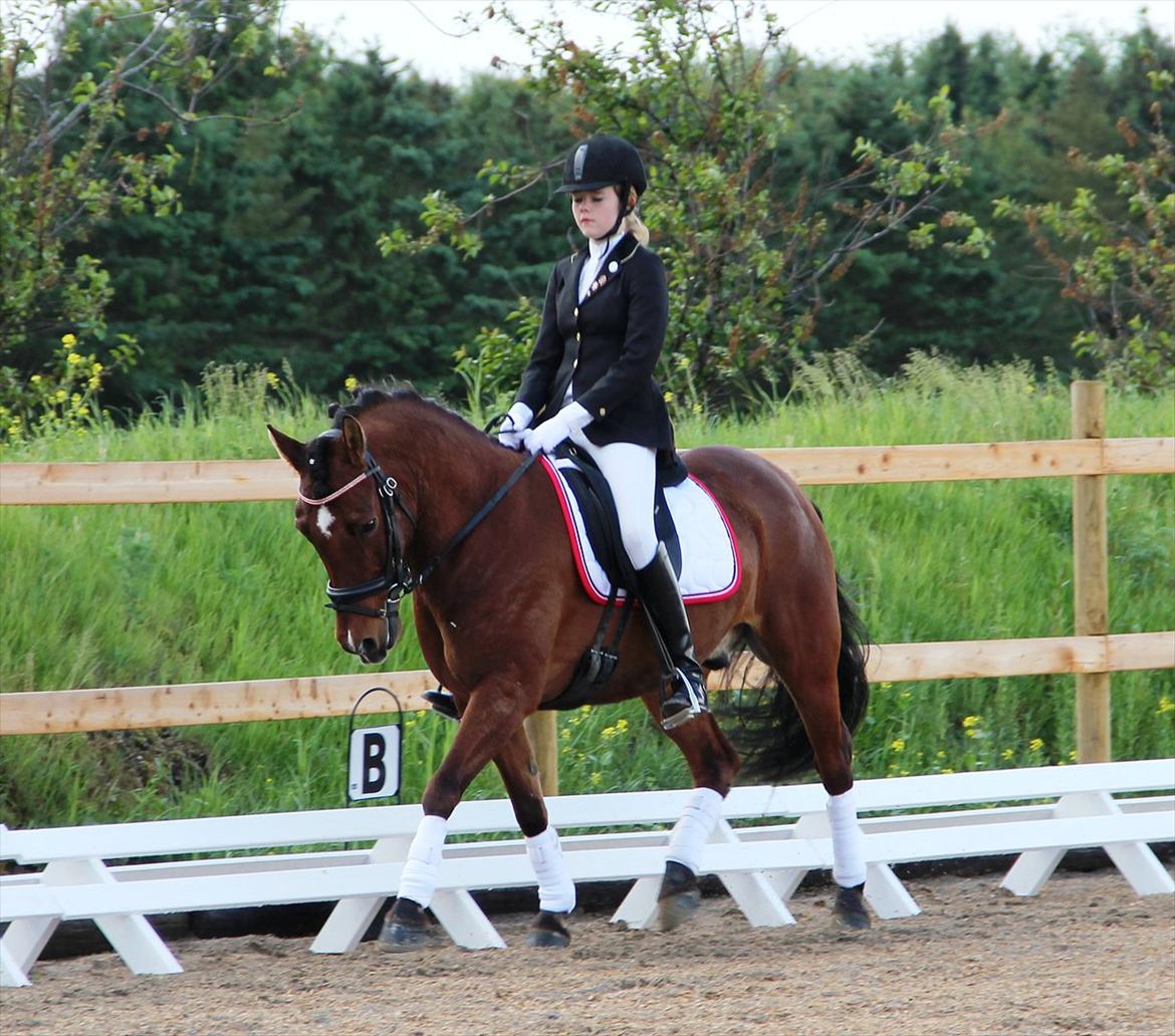 Anden særlig race Pingo billede 1