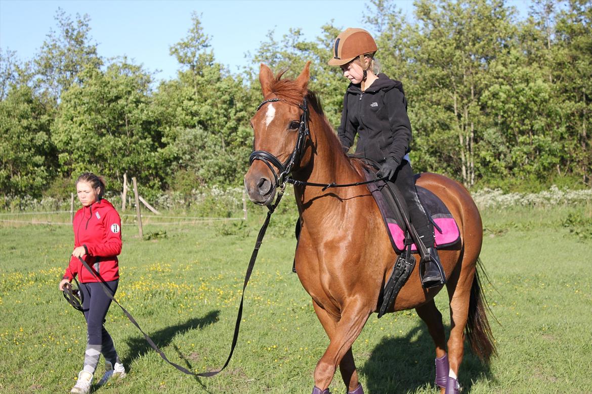 Arabisk fuldblod (OX) *Amedah* <3 *SOLGT* - Du er min tøs for evigt<3<3 billede 11