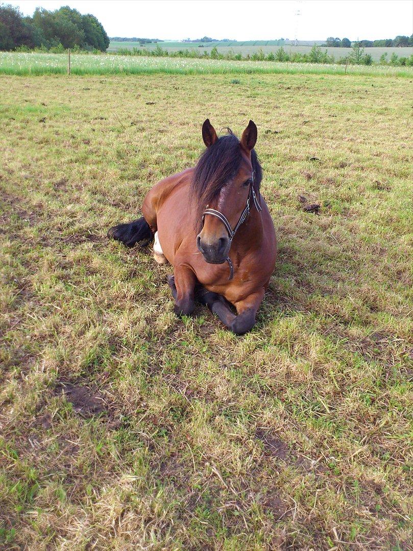 Welsh Partbred (Sec F) Lykkegaards hopla - Så skal der slapes af.:) billede 6