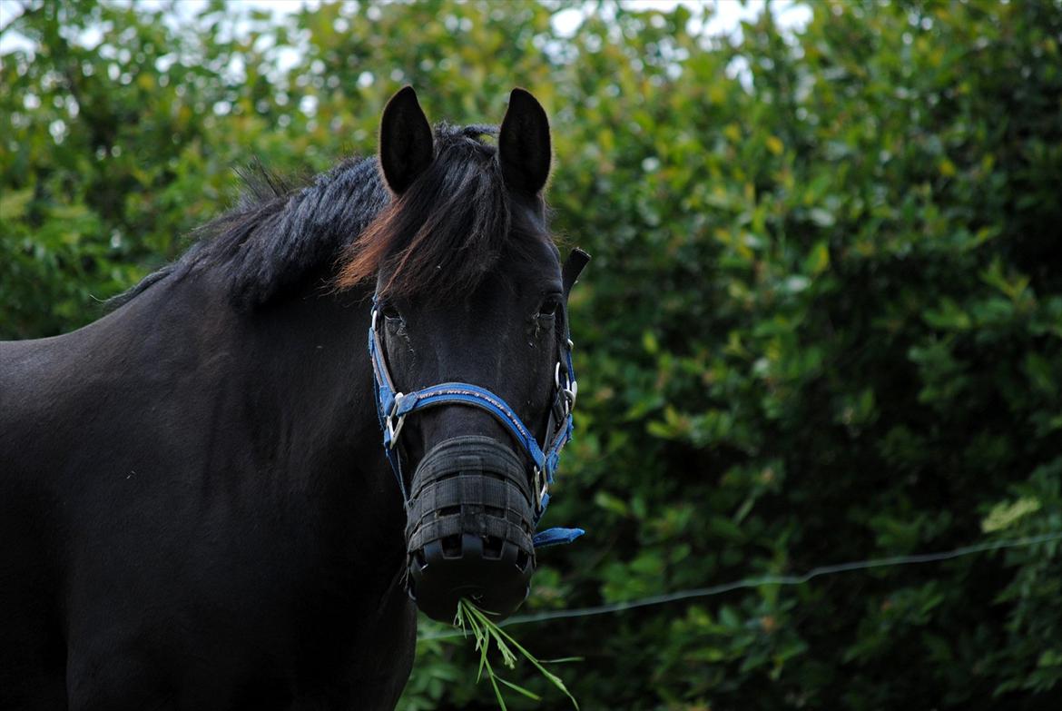 Anden særlig race Diablo - Smukke Diablo <3 Hold kæft, jeg kommer til at savne den pony!  billede 2