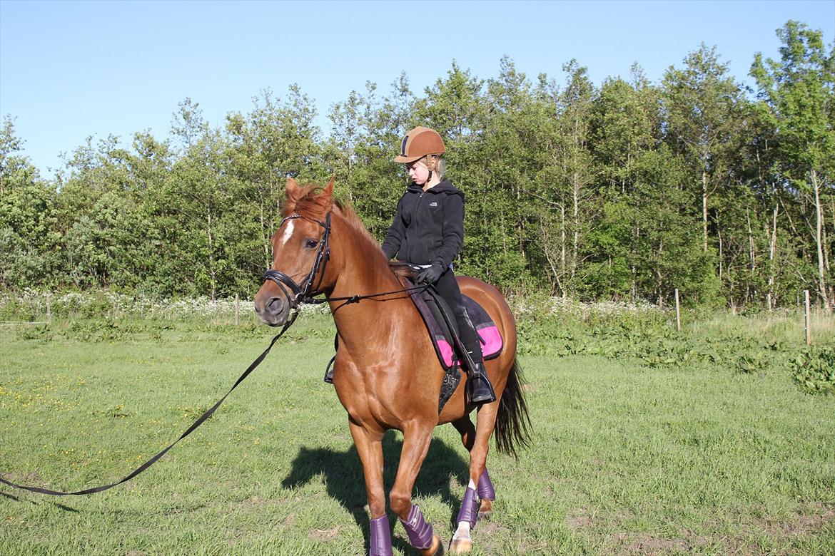 Arabisk fuldblod (OX) *Amedah* <3 *SOLGT* - <3 billede 12