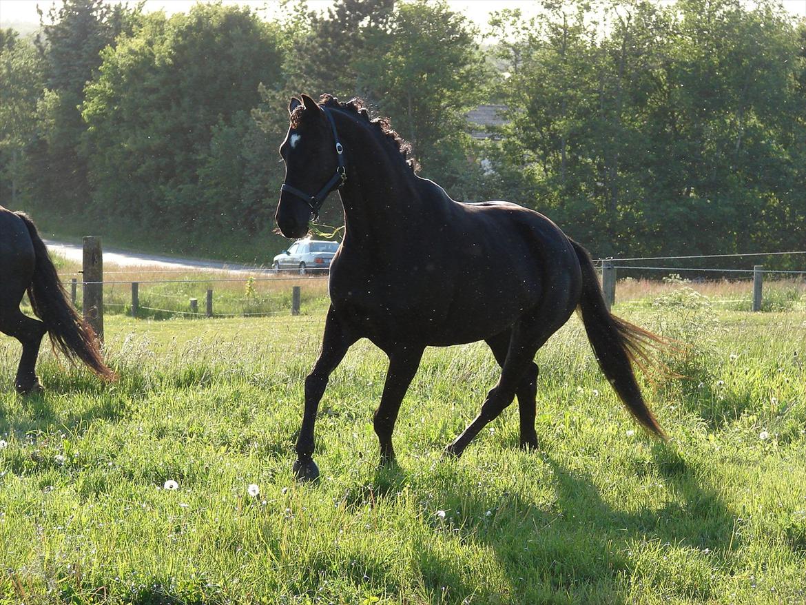 Trakehner Iventia - 3. juni 2012 billede 10