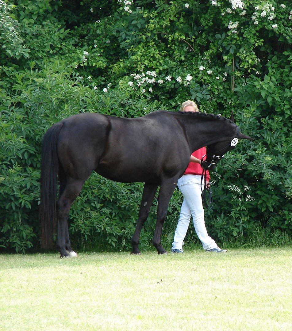 Trakehner Iventia - 3. juni 2012 - Eksteriørkåring, DV. billede 12