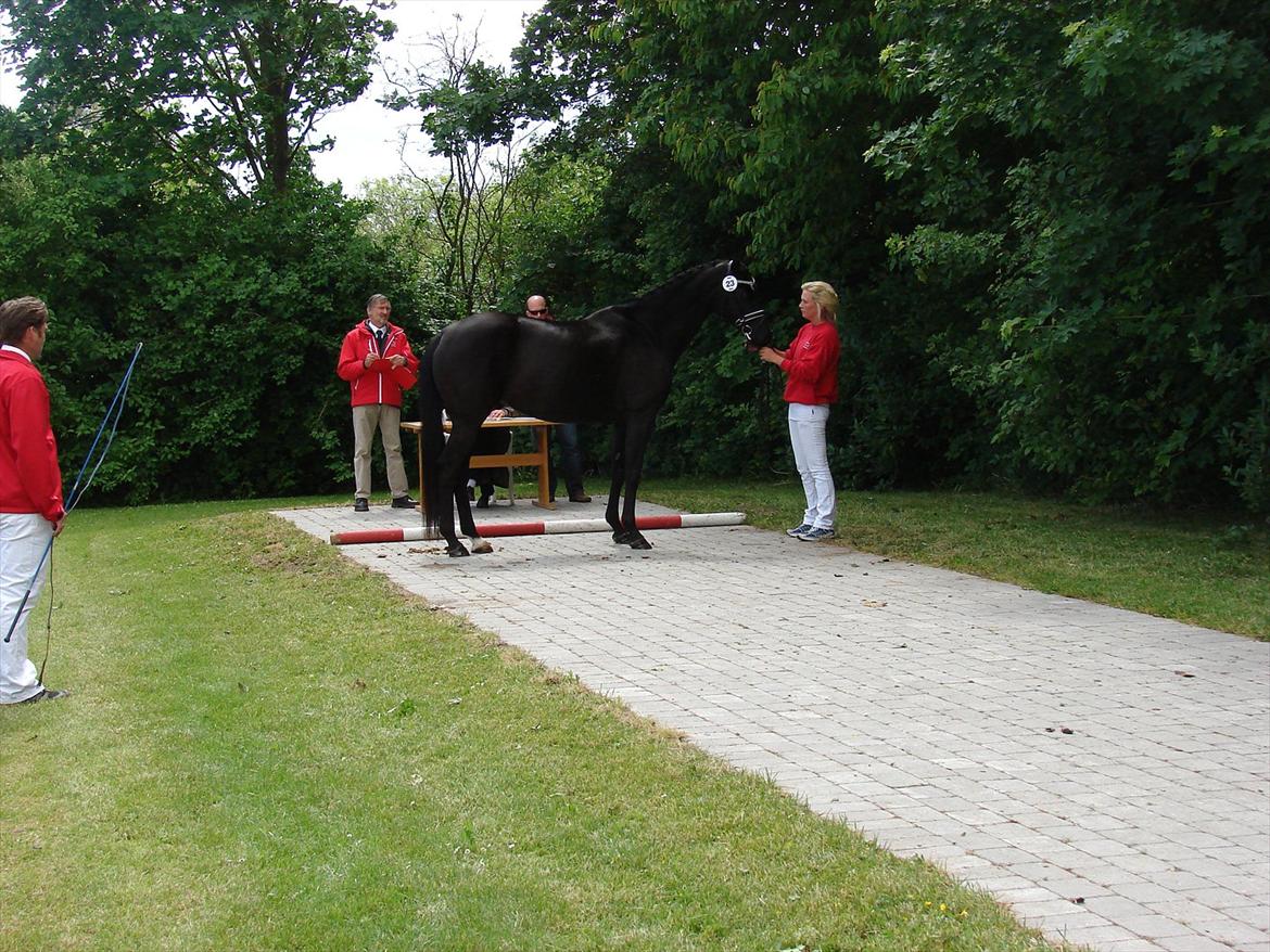 Trakehner Iventia - 3. juni 2012 - Eksteriørkåring, DV. billede 13