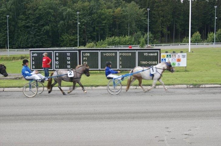 Anden særlig race Nanna billede 4