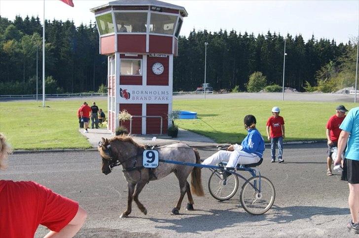 Anden særlig race Nanna billede 5