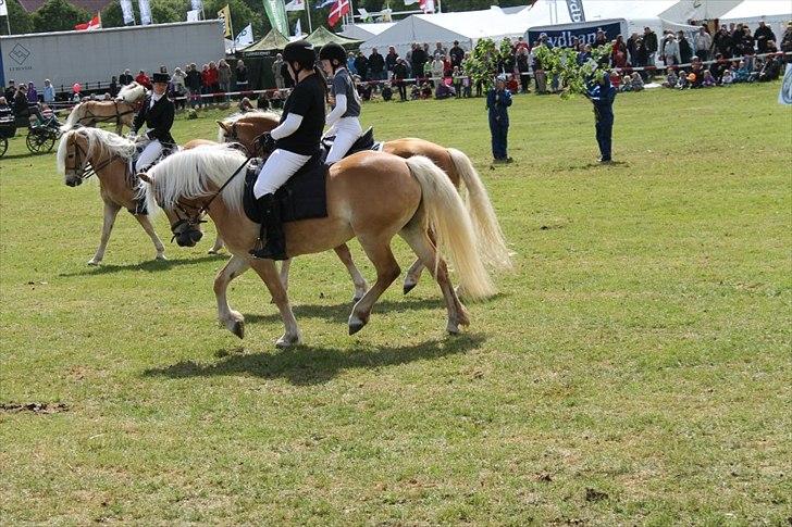 Haflinger Luna - dyrskue 2/6 2012 
hun var så sød at have med<3<3 billede 3