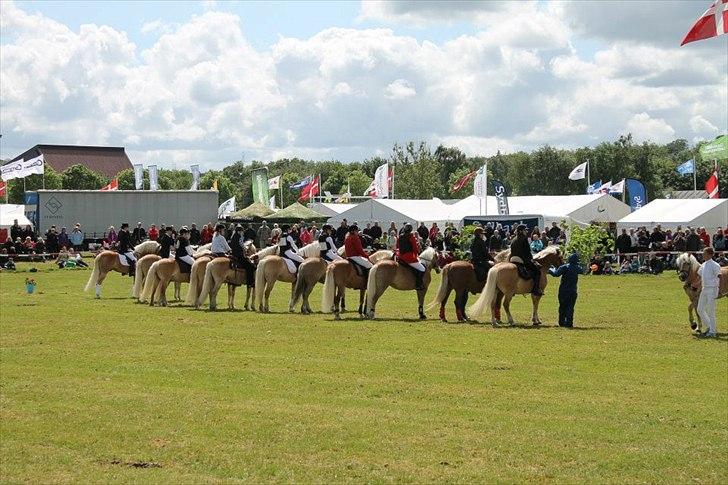 Haflinger Luna billede 8