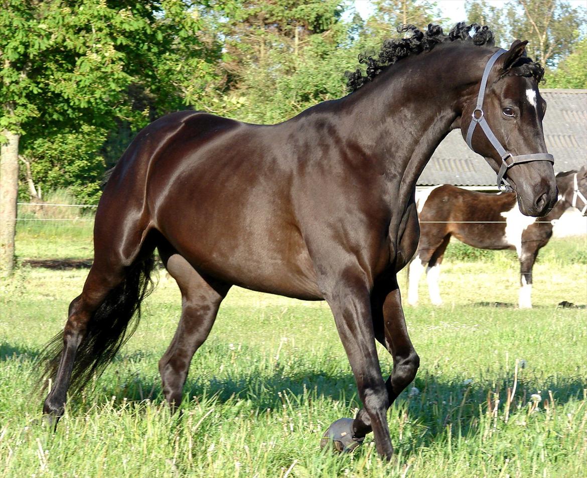 Trakehner Iventia - 3. juni 2012 billede 15