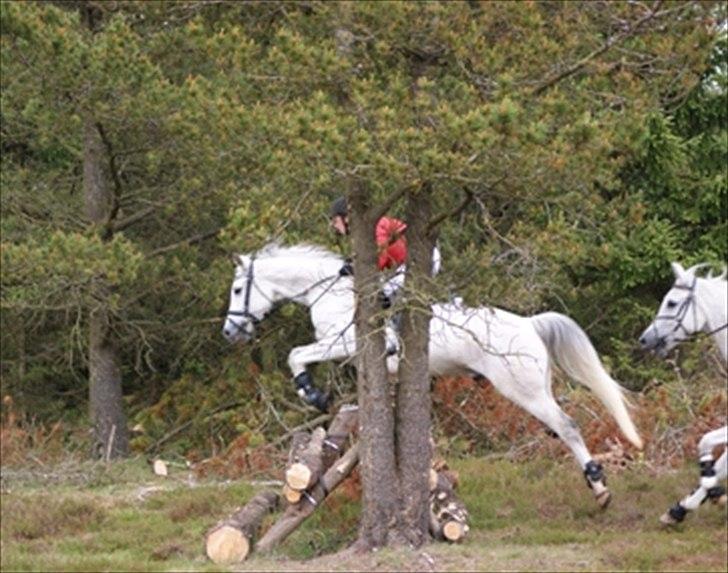 Anden særlig race El Gizmo - Hans første jagt 2. juni 2012 i Kompedal Plantage  billede 17