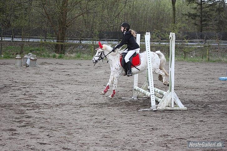 Knabstrupper Dolly !My everything! - Spring stævne på Dutterup. billede 18