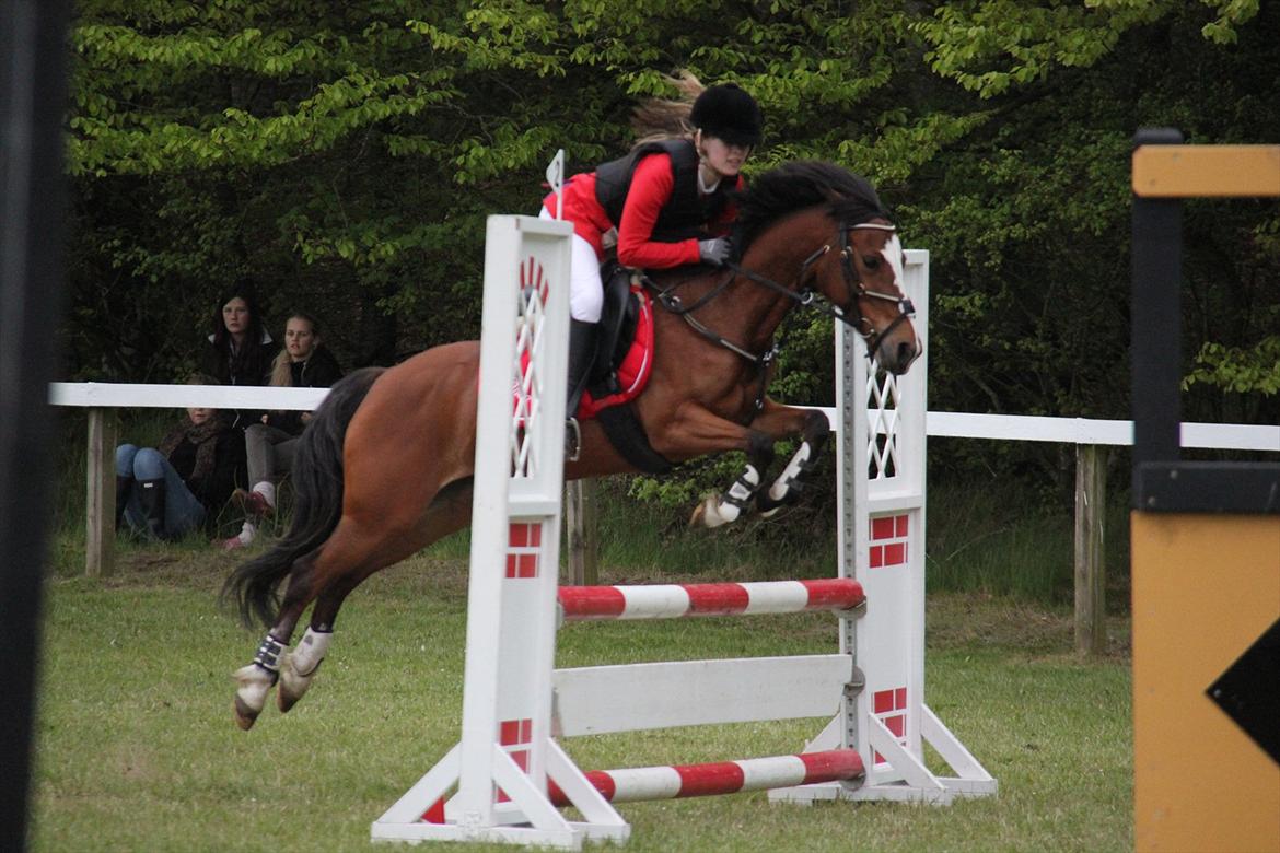 Hollandsk Sportspony Álice - Morsø 2012 LB2** 6. plads Foto: Lykke Godskesen billede 18