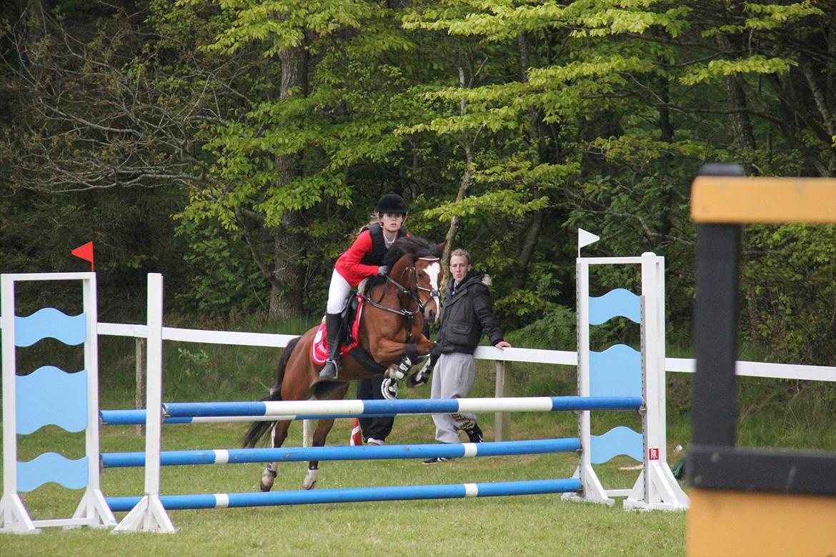 Hollandsk Sportspony Álice - Morsø 2012 LA2** 4. plads Foto: Lykke Godskesen billede 19