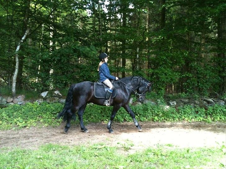 New Forest Gay Count Zidan - træning med bassen de første par dage:) billede 14