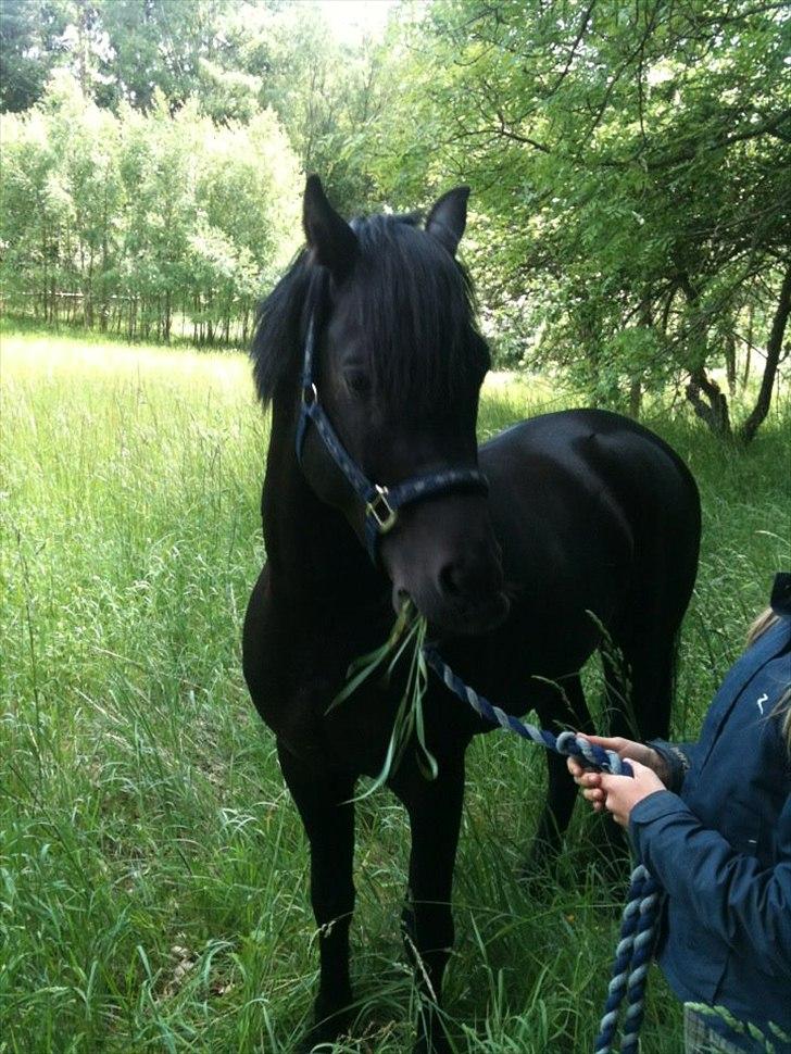 New Forest Gay Count Zidan - han kan posére!<3 billede 6