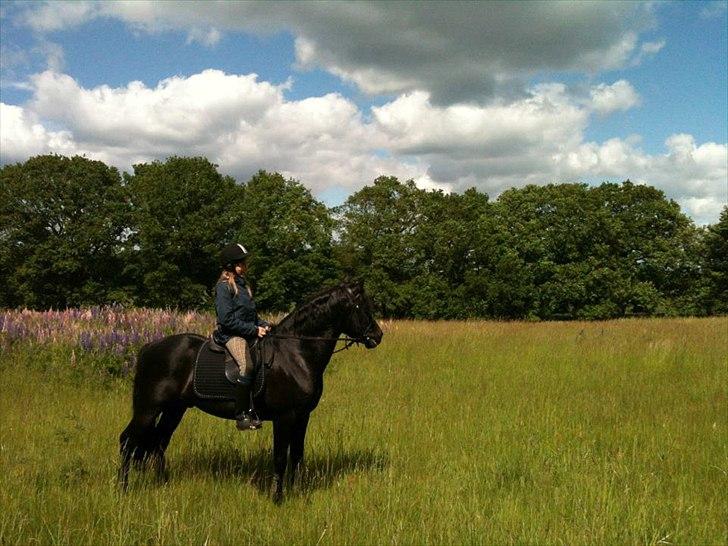 New Forest Gay Count Zidan - Tur på marken:) billede 15