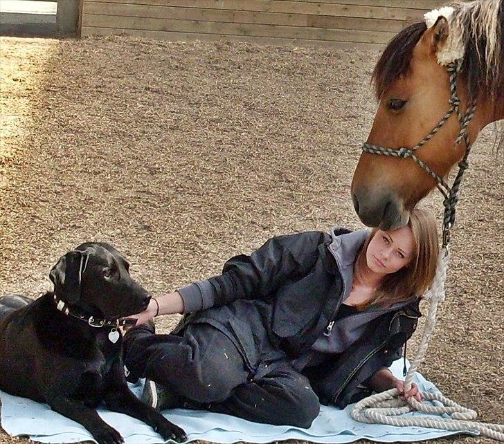 Anden særlig race Cokko - Hygge med bamse(min hund) og Cokko i ridehuset :) billede 4