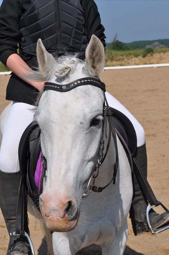 Anden særlig race Savannah billede 1