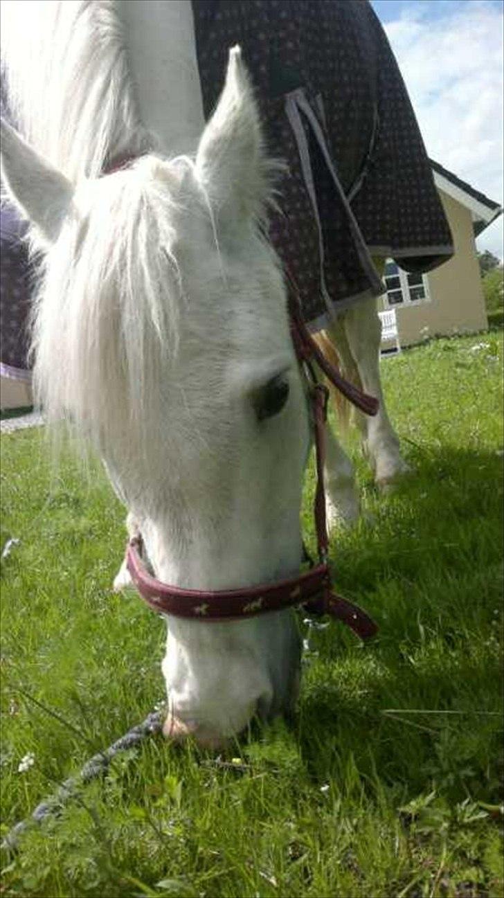 Anden særlig race Savannah billede 2