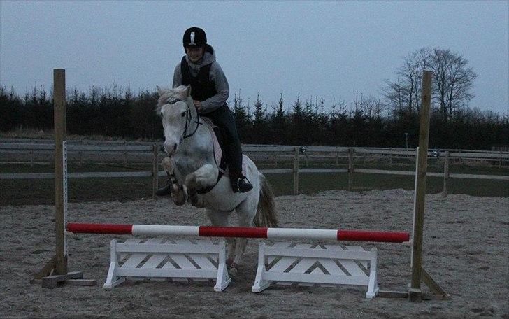 Anden særlig race Savannah - vores første spring undervisning :) billede 4