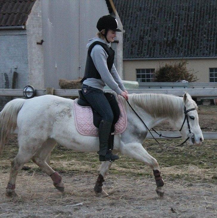 Anden særlig race Savannah billede 5