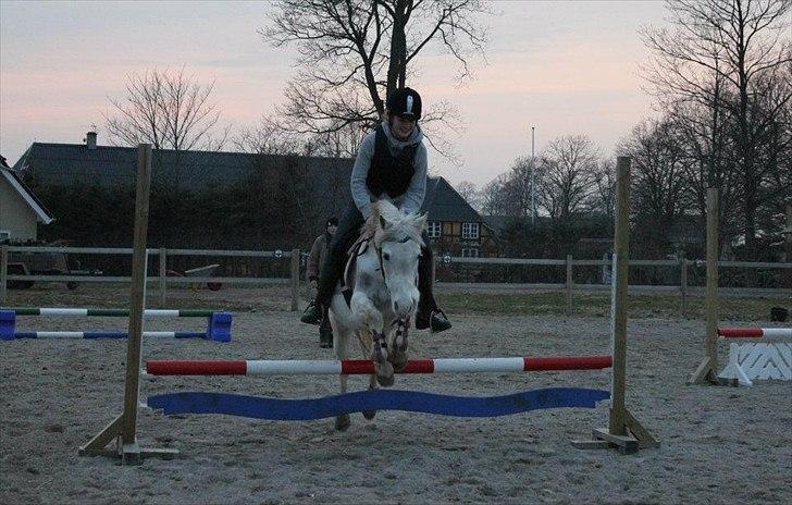 Anden særlig race Savannah - Vores første springundervisning :) billede 6