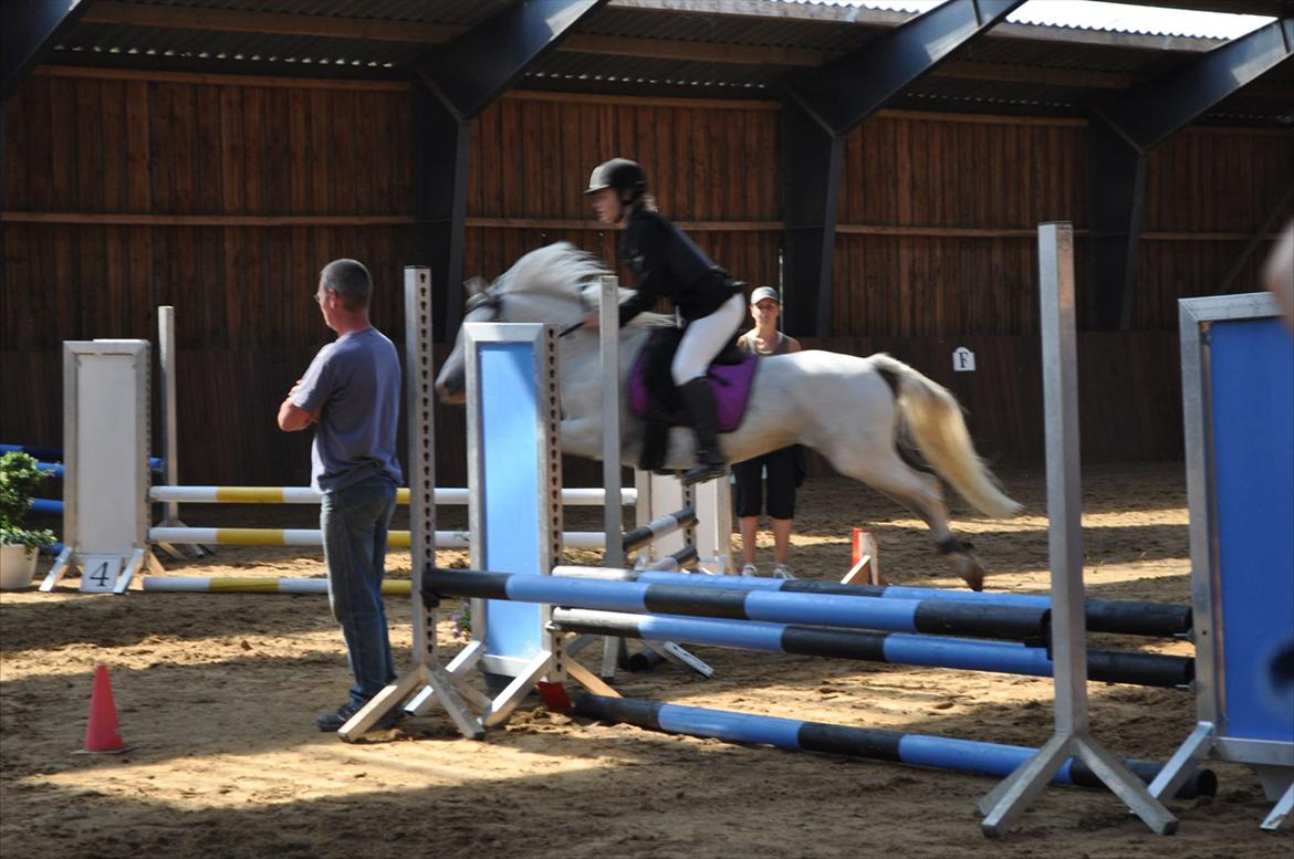 Anden særlig race Savannah - vores første stævne :) LC 70 cm billede 7