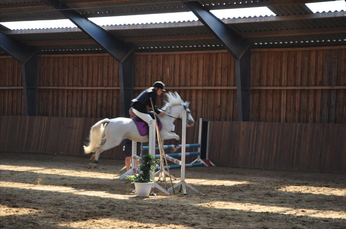 Anden særlig race Savannah billede 8