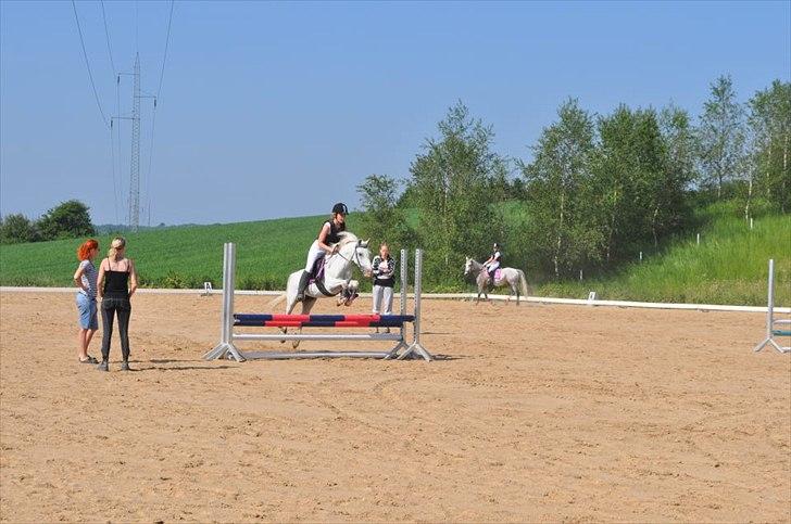 Anden særlig race Savannah billede 9