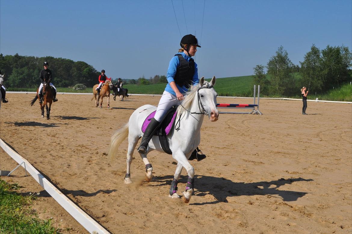 Anden særlig race Savannah billede 10