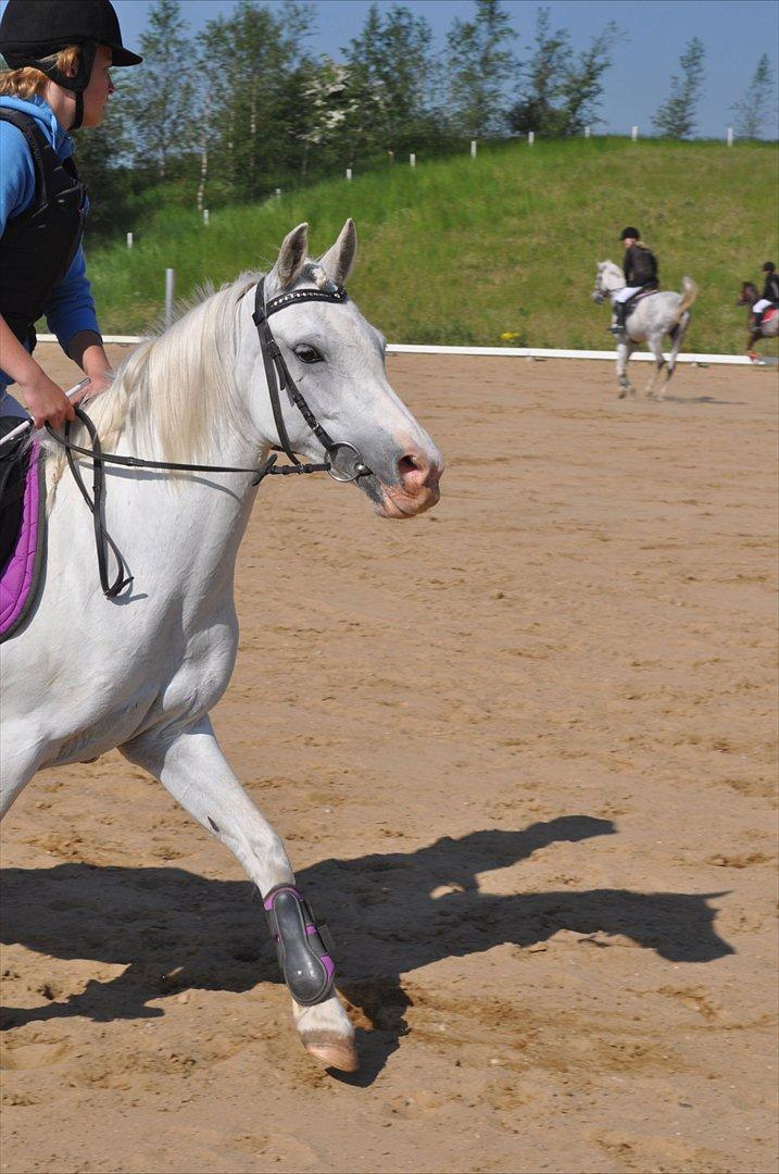 Anden særlig race Savannah billede 11