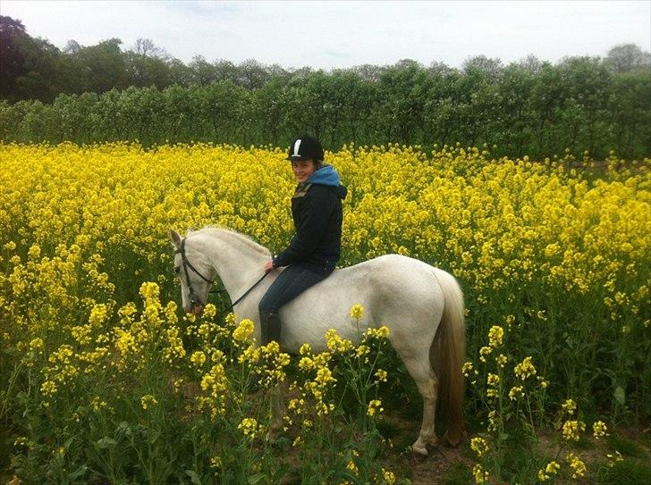 Anden særlig race Savannah billede 13