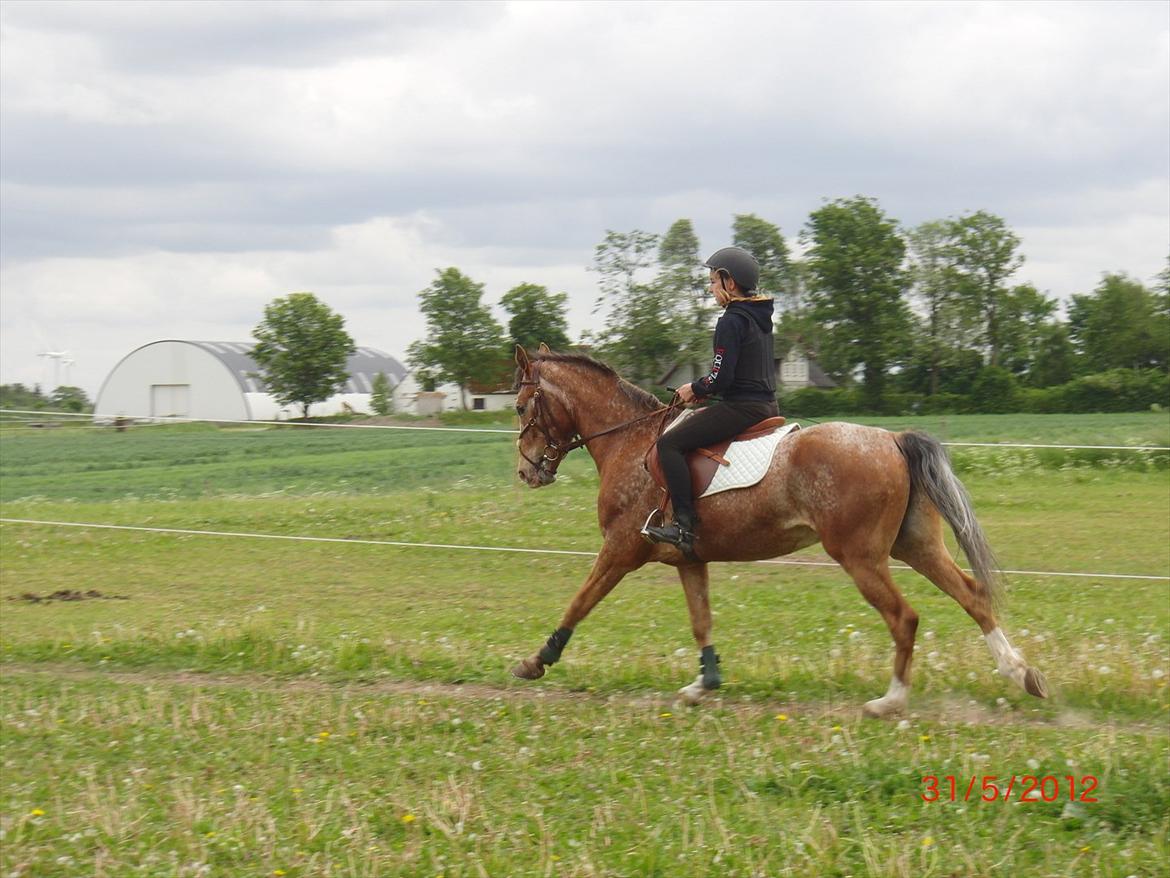 Appaloosa Rambo - Miss U<3 billede 7