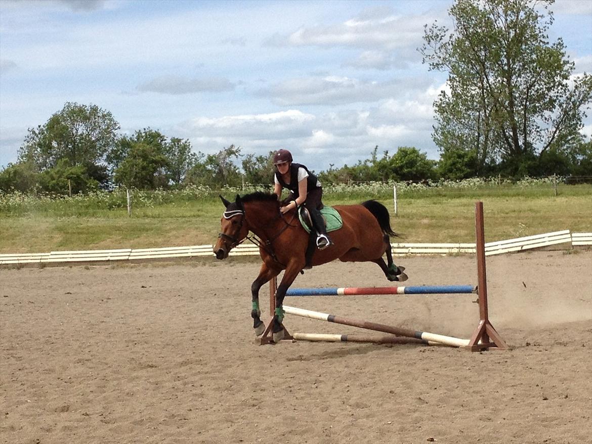 Standardbred Only Schwarzkopf (One More Moving) billede 16